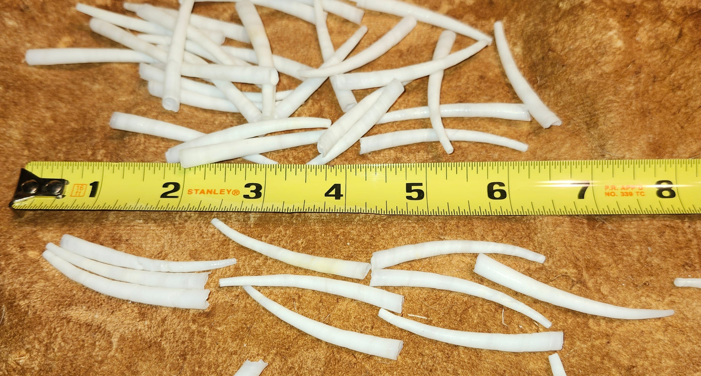 Dentalium 2"+