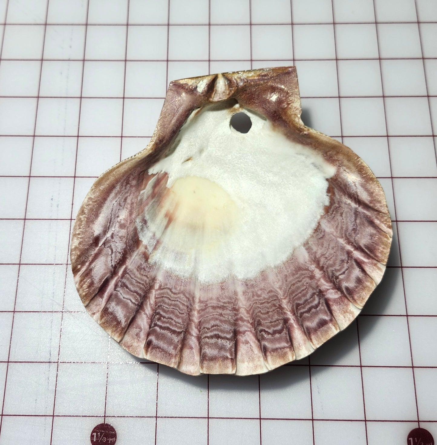 Scallop Shell