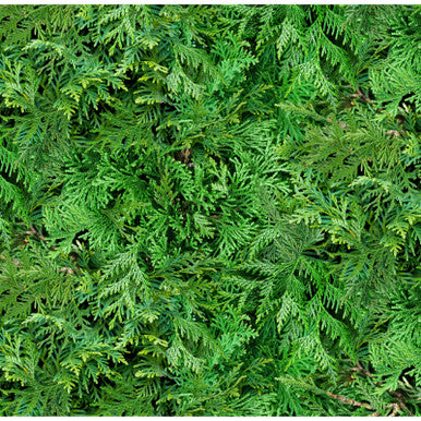 Cedar Landscape