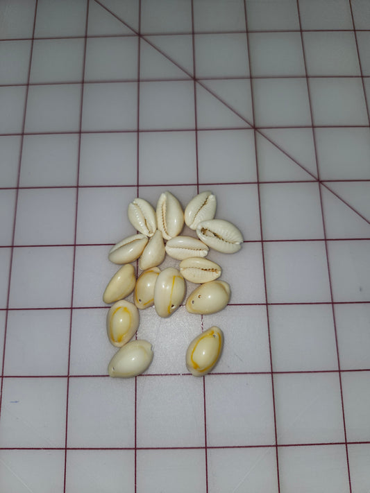 Cowrie Shells