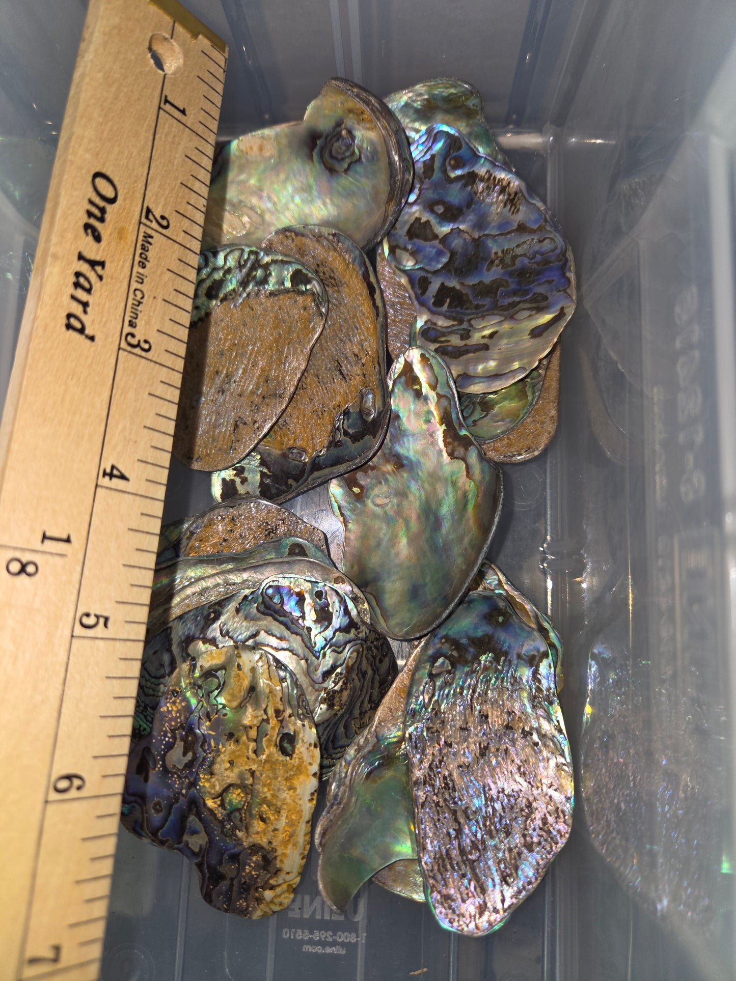 Lg Abalone Pieces