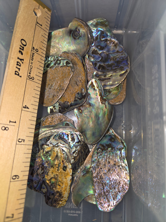Lg Abalone Pieces