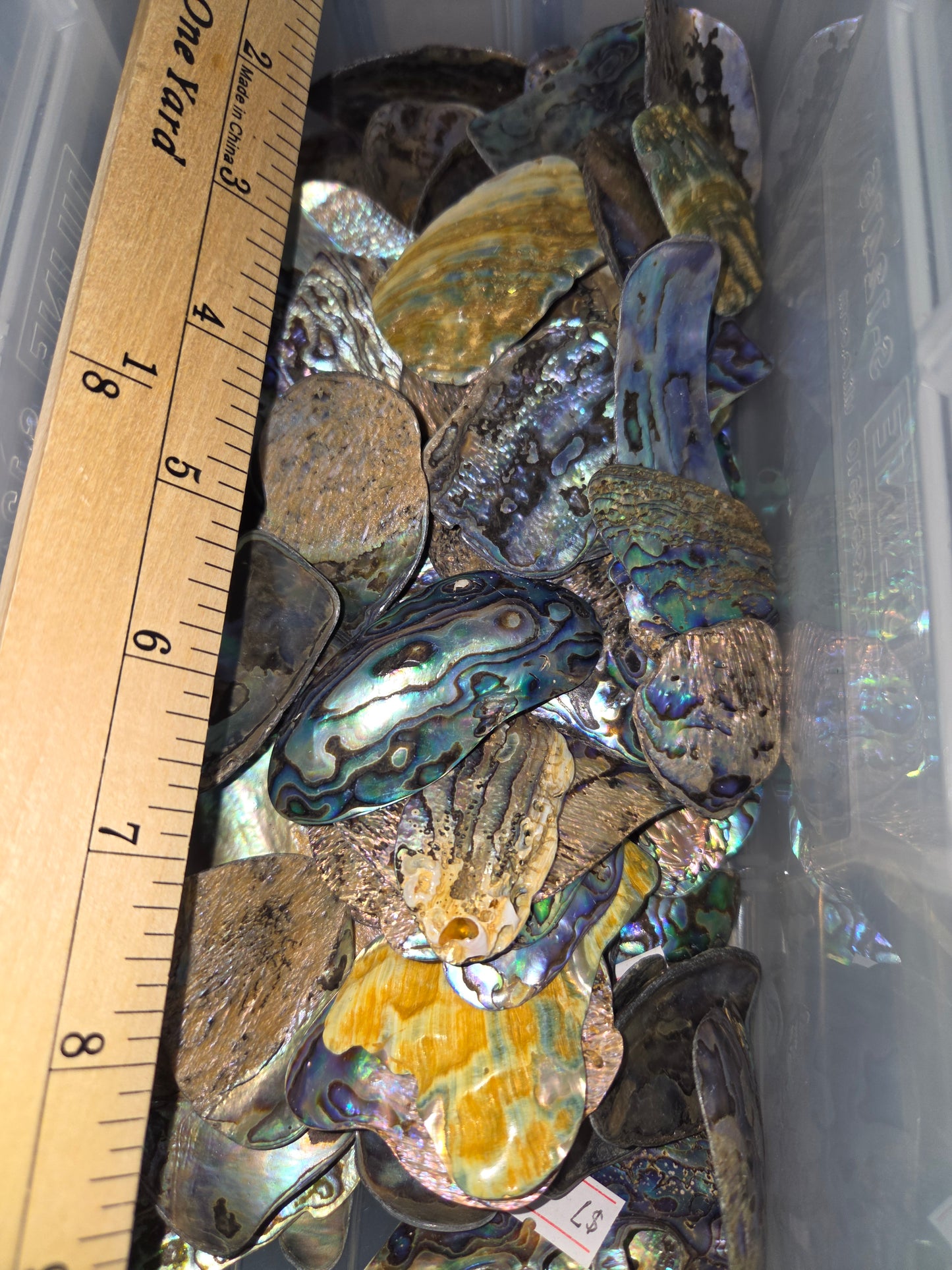 Med Abalone Pieces