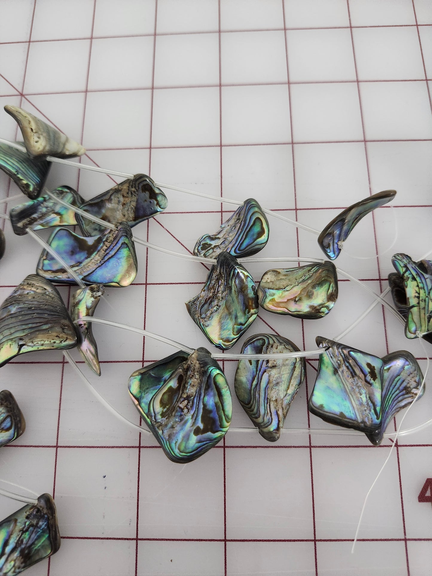 Abalone 30mm