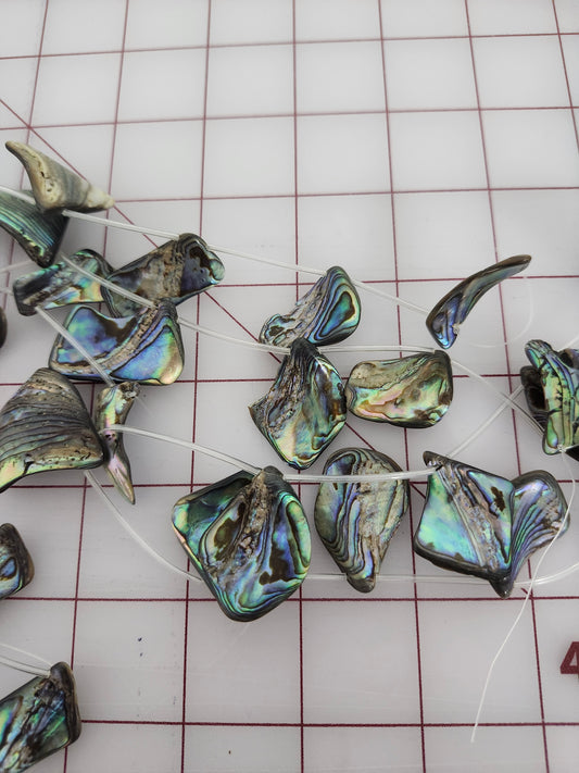 Abalone 30mm