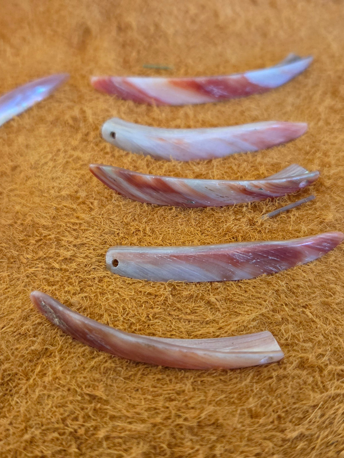 Abalone Tusk