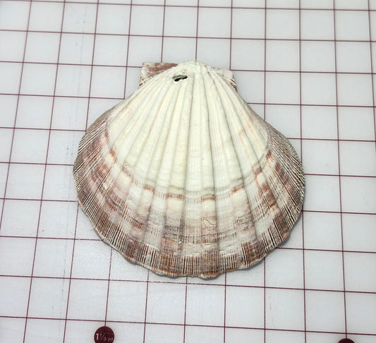 Scallop Shell