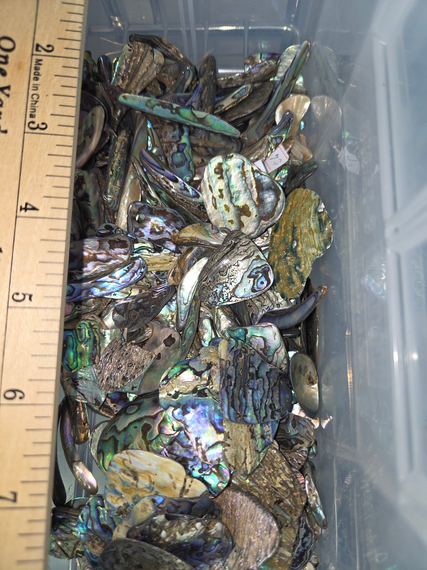 Small Abalone Pieces