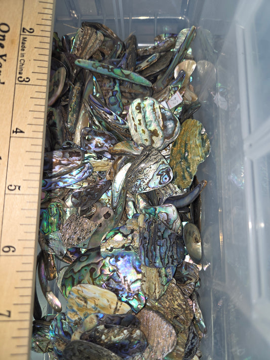 Small Abalone Pieces